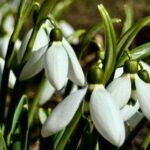 Любі наші жінки, чарівні дівчата, мами та бабусі!